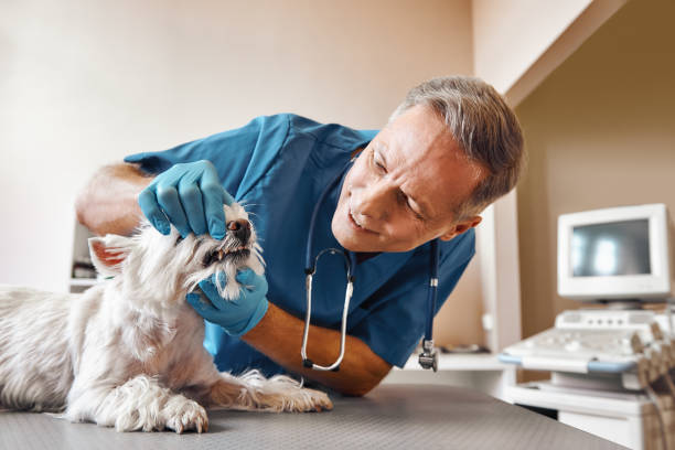 Best Emergency Root Canal Treatment in Union Hall, VA